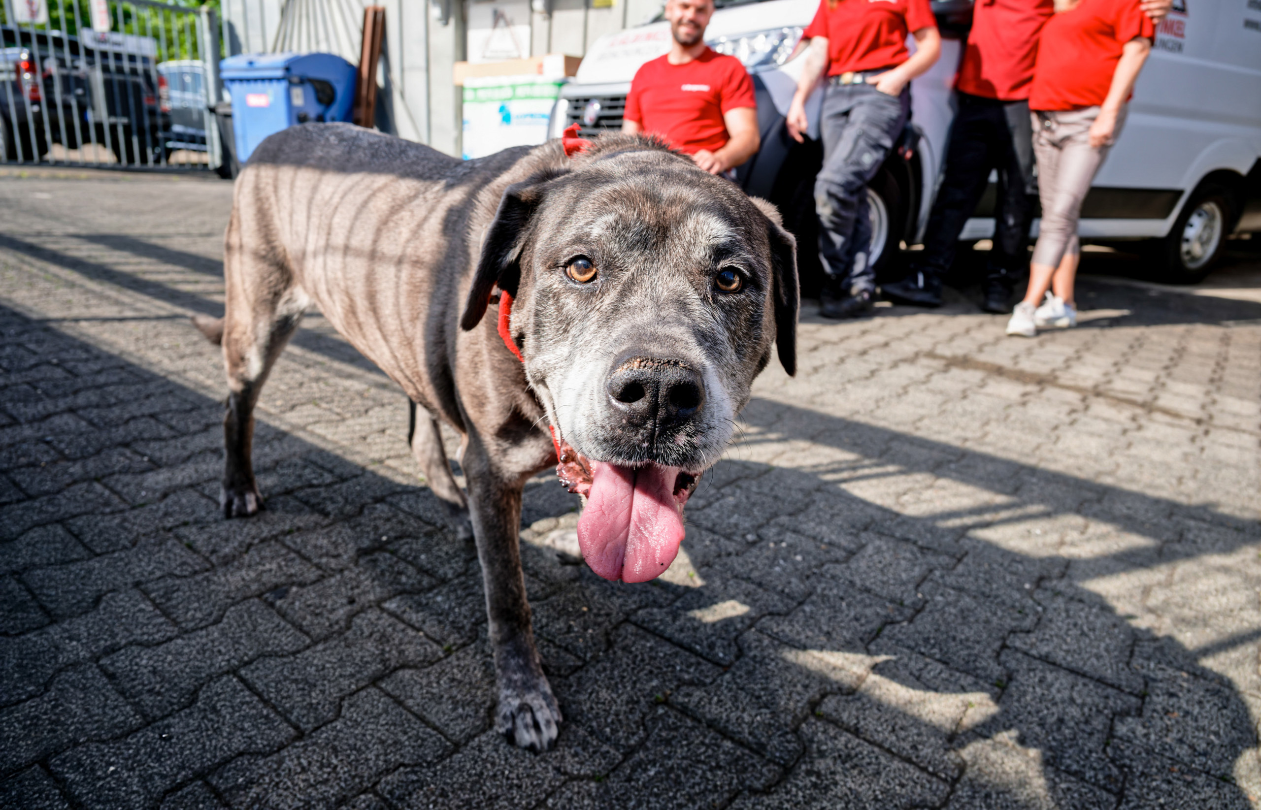 Bürohund im Team von Burgwinkel Bedachungen - vierbeiniger Kollege im Familienbetrieb